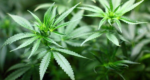 加拿大将成为全球第二个大麻全面合法化国家